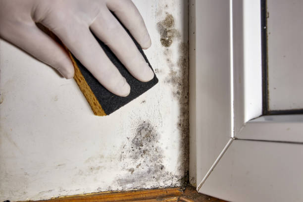 Dehumidification Services in Clayton, AL